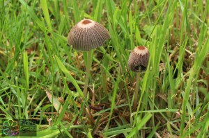 coprinus leiocephalus (2) (1200 x 800).jpg_product_product